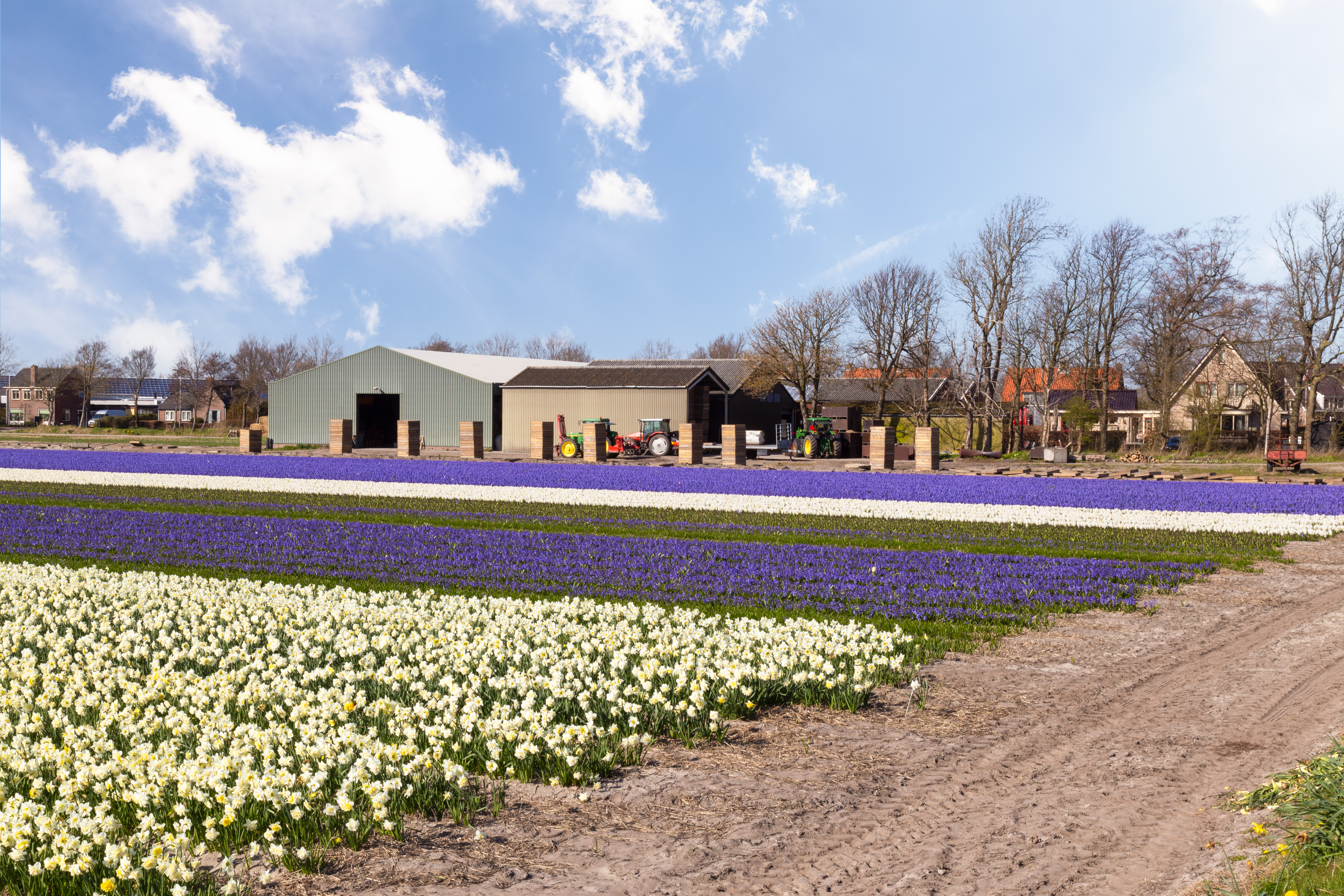 Bollenveld in Hillegom
